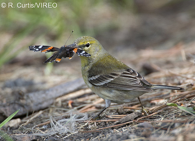 Pine Warbler c22-43-041.jpg